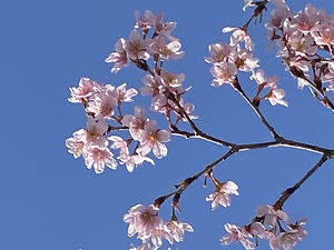 季節を感じ、外出できない方には写真を見ていただき楽しんでもらっています。